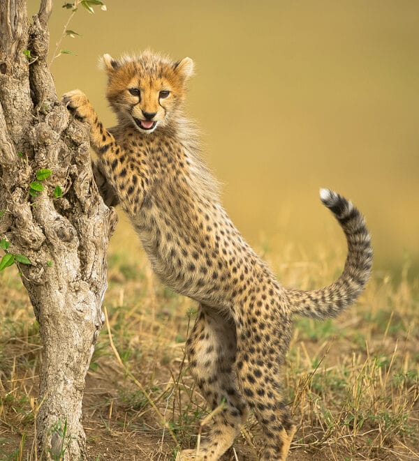 A young cheetah cub investigates its surrounds