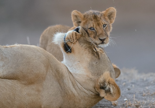 A young lion cub greets its mother in a show of affection