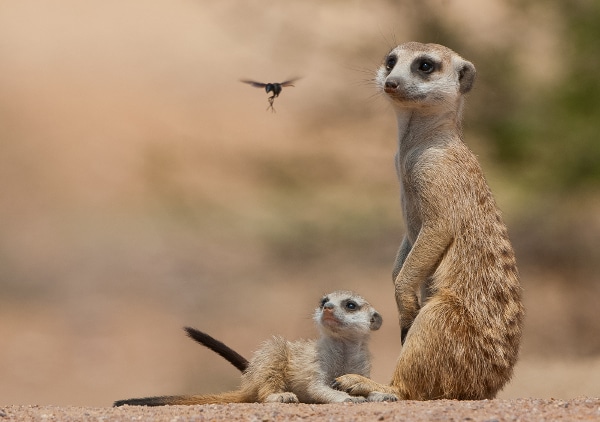 A hornet flies past a pair of meerkats in the Kalahari, Botswana.