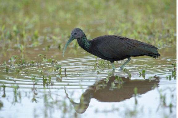 green ibis