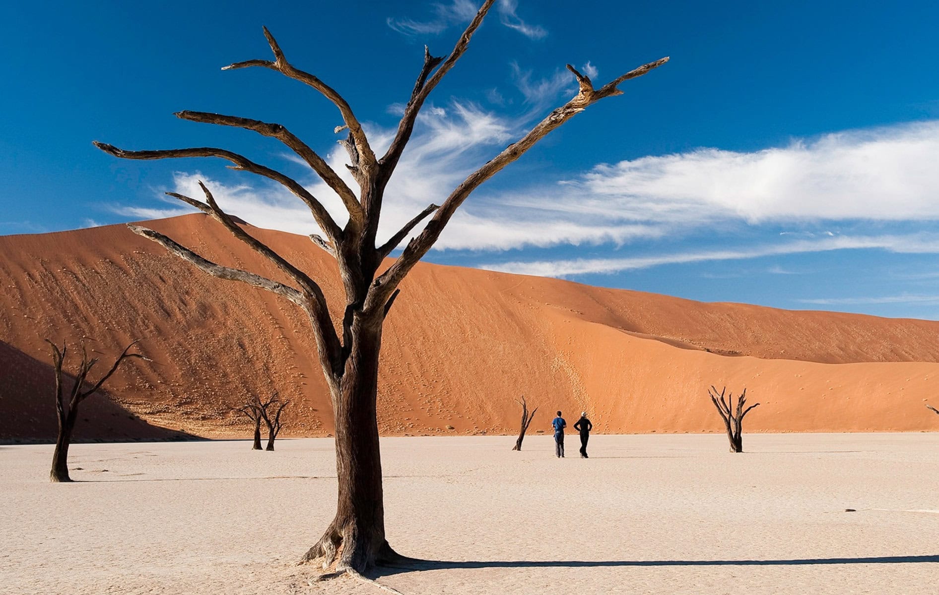 Dead trees in the deserts of Sossusvlei