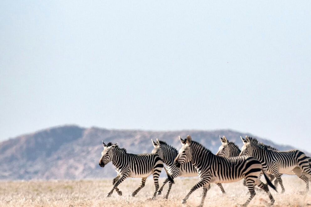 Zebras running in the desert in Nambia