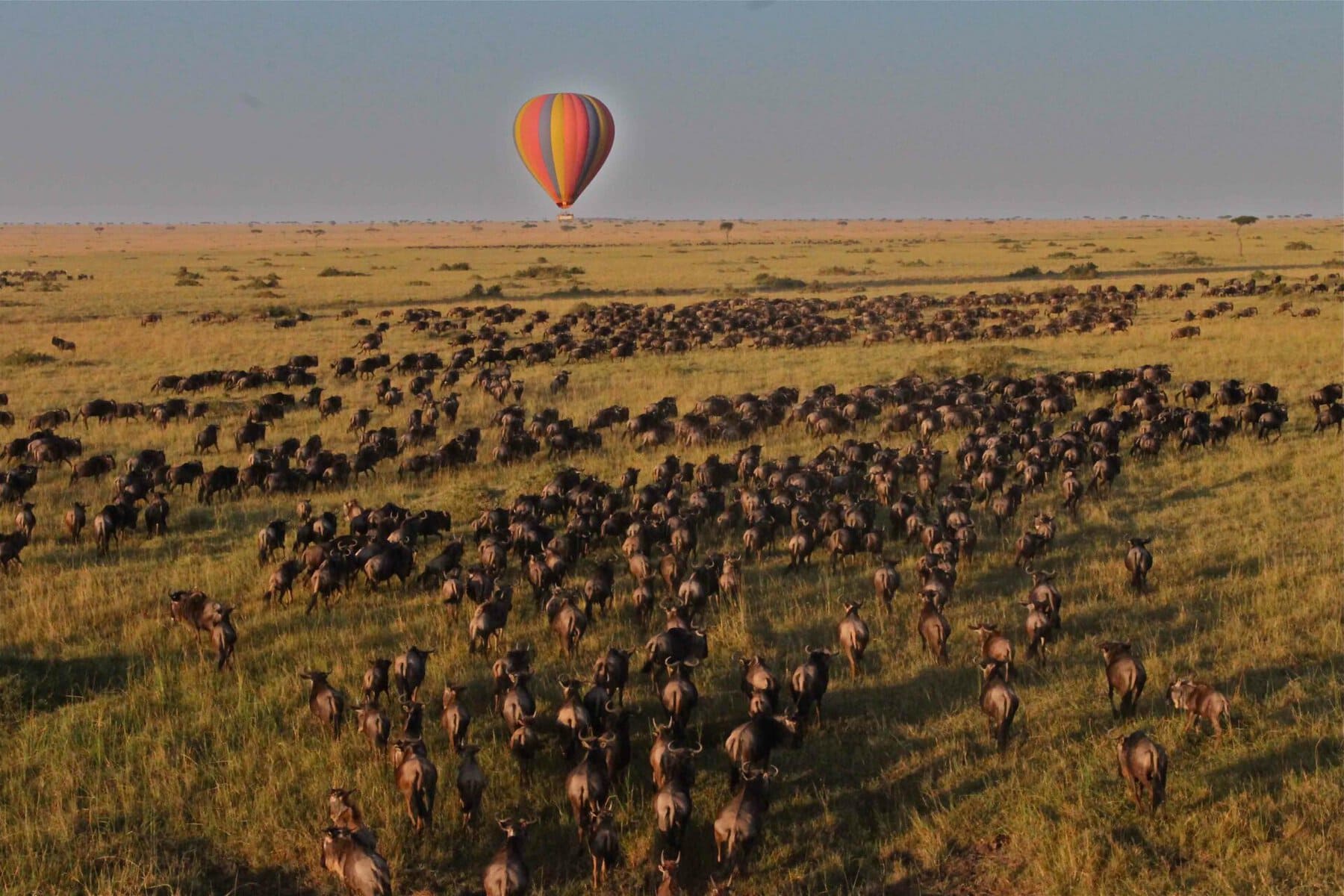 Hot Air Balloon safari over the Serengeti during the Great Migration. Vote for Discover Africa at the World Luxury Travel Awards