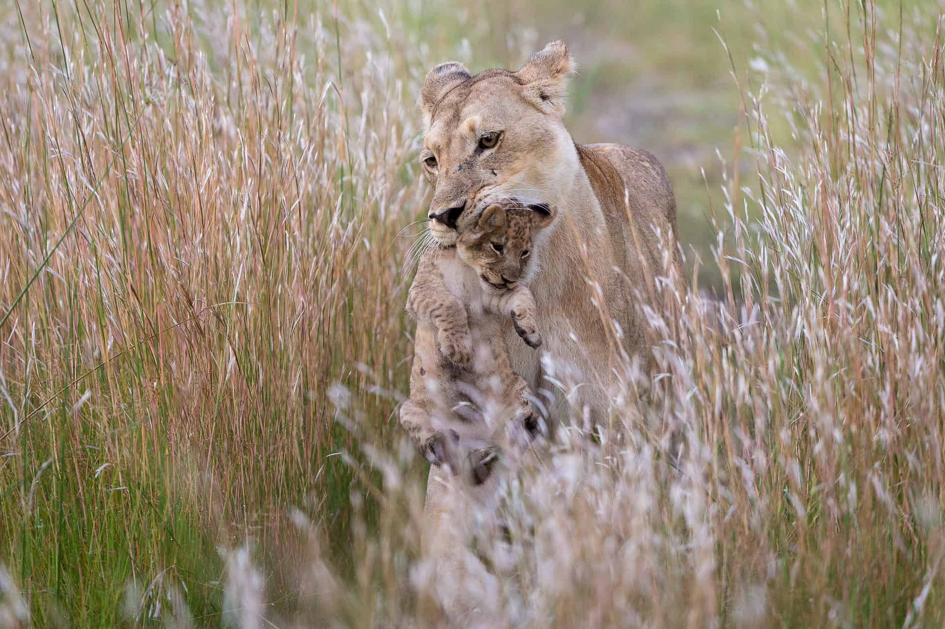 Lioness carrying her cub through tall grass
