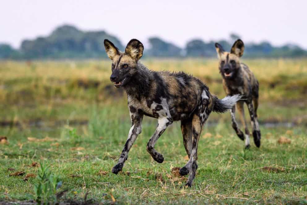 African wild dogs running across the open plains in Timbavati Private Nature Reserve.