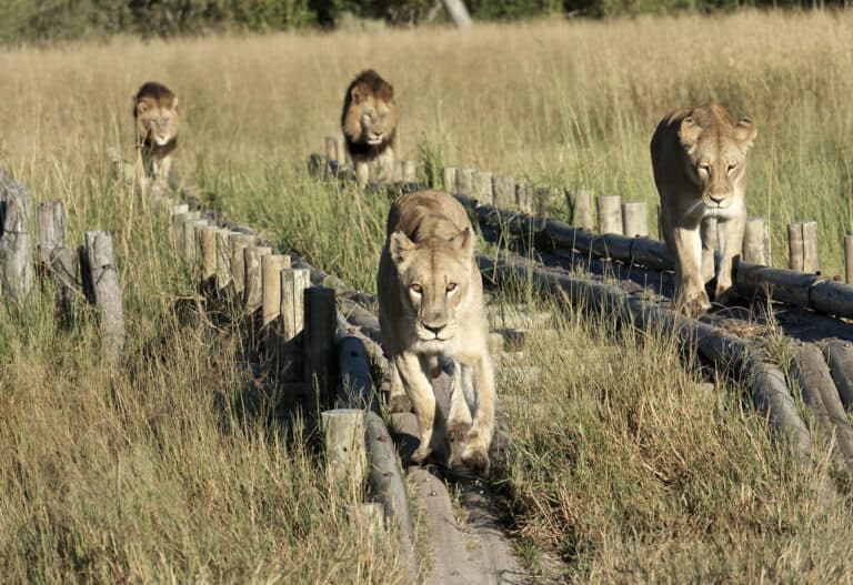 A lion pride running across the plains at Kwara Camp, Botswana.