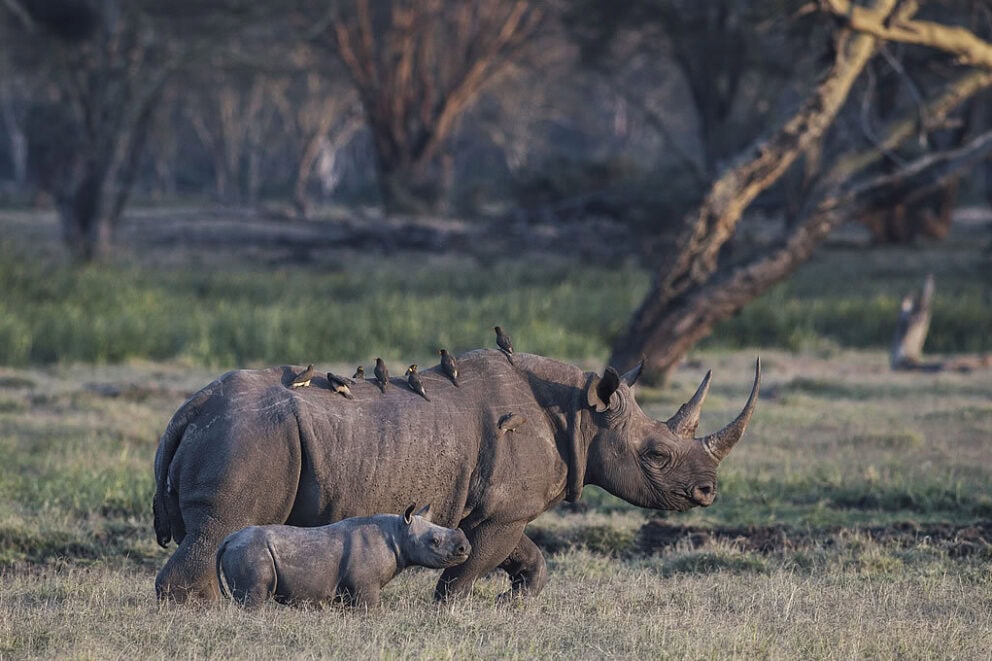 Lewa+Conservancy+-+Black+rhino-Image Credit-Lewa House