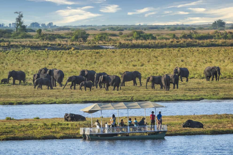 Boat cruise safari observing a herd of elephant in Chobe National Park, Botswana.