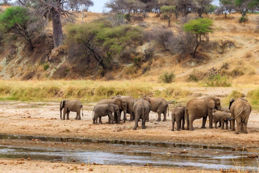 Herd of african elephants at the Tarangire river in Tarangire National Park, Tanzania, Image credit, Canva