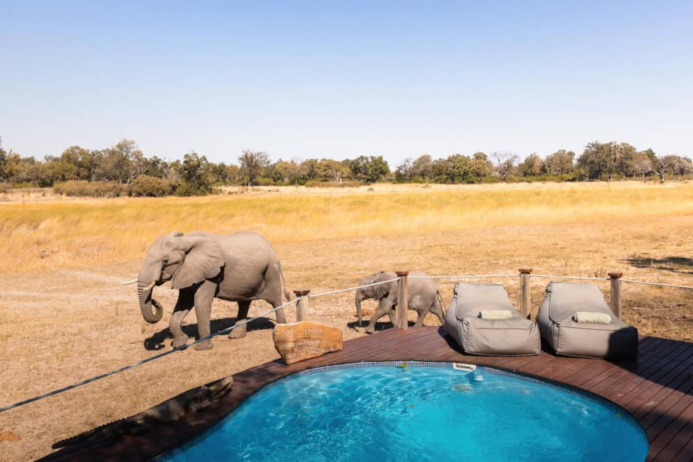 A calf and mother elephant walking pass the pool area at Chitabe Lediba in Okavango Delta.