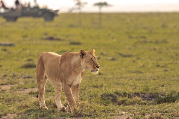 A lioness roaming across the open Masai Mara plains at Encounter Mara Camp, Kenya.