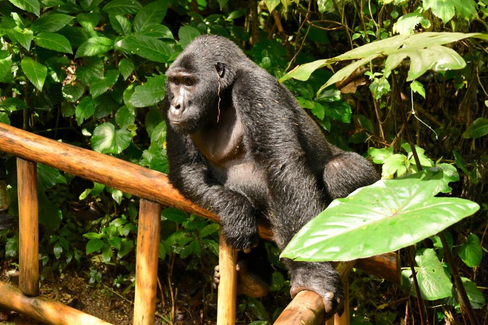 Gorilla visiting a lodge in Uganda. This can be seen on an East Africa and Coast safari