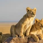Three inquisitive lion cubs on the rocks in the early morning around the Serengeti's Namiri Plains, Tanzania. | Getty Images