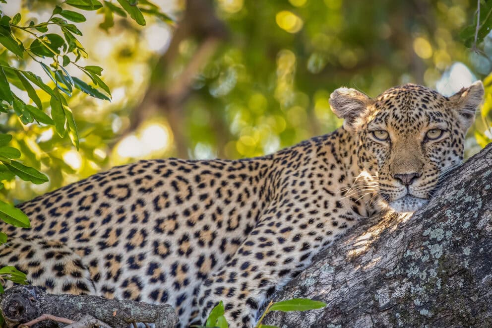 Leopards enjoying the warmth of the African afternoon