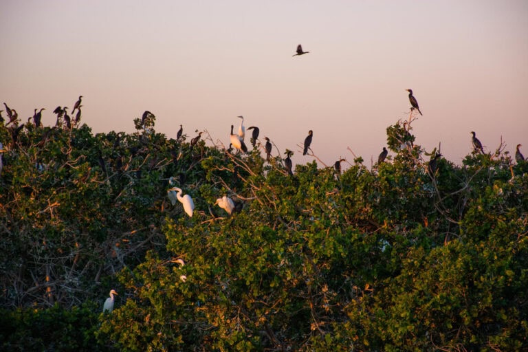 A flock of heron resting in a bush at Kwara Camp, Botswana.