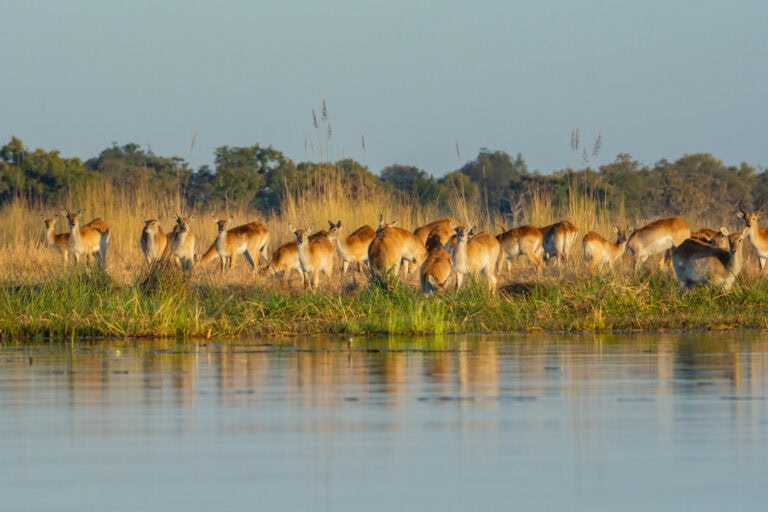 A herd of Red Lechwe grazing along the river bank at Kwara Camp, Botswana.