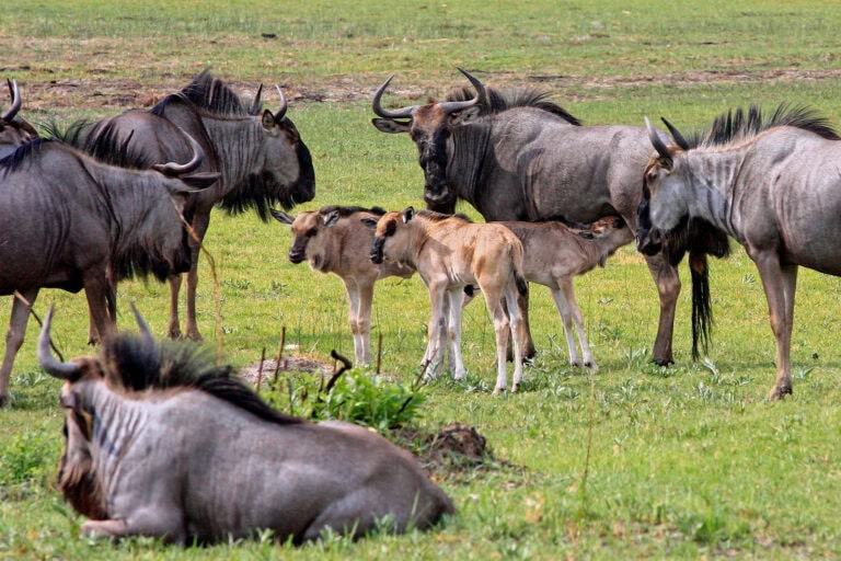A herd of wildebeest grazing with their young calves at Kwara Camp, Botswana.