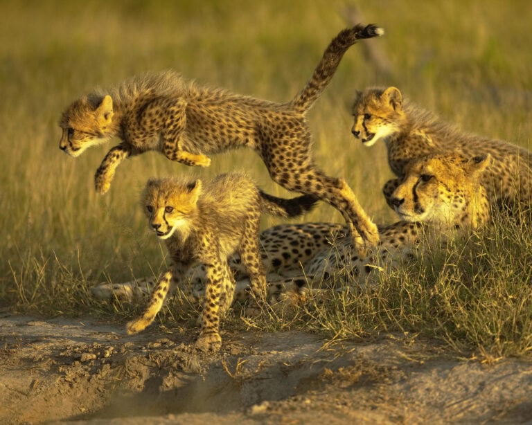 A mother cheetah resting while the young cubs play close by at Kwara Camp, Botswana.