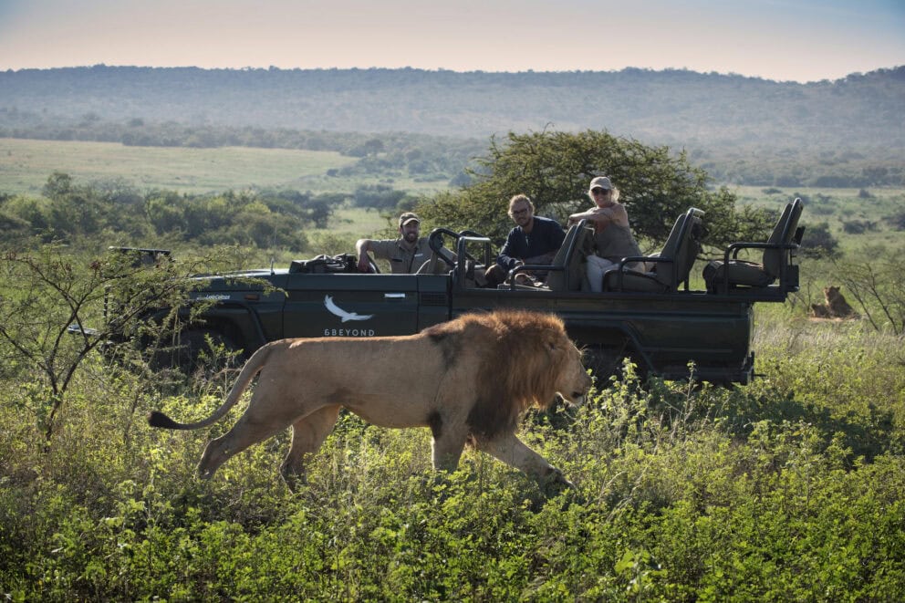 Tourists on a guided drive drive in an open-top safari vehicle in awe of a lion passing by in Ngala Private Game Reserve at Ngala Tented Camp, South Africa.