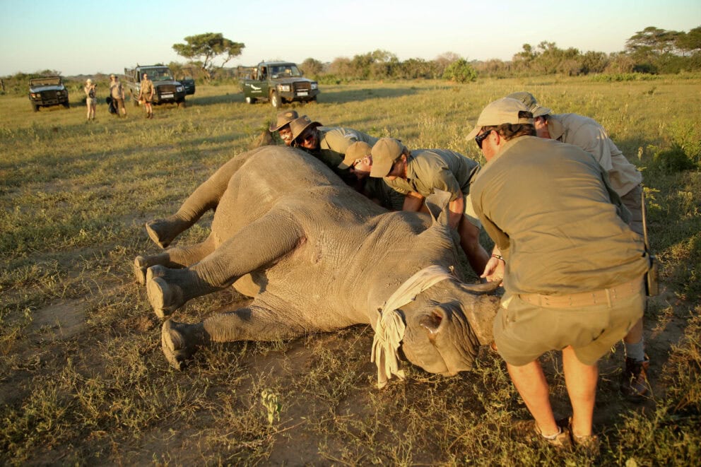 Rhino in the process of being dehorned as part of a conservation safari