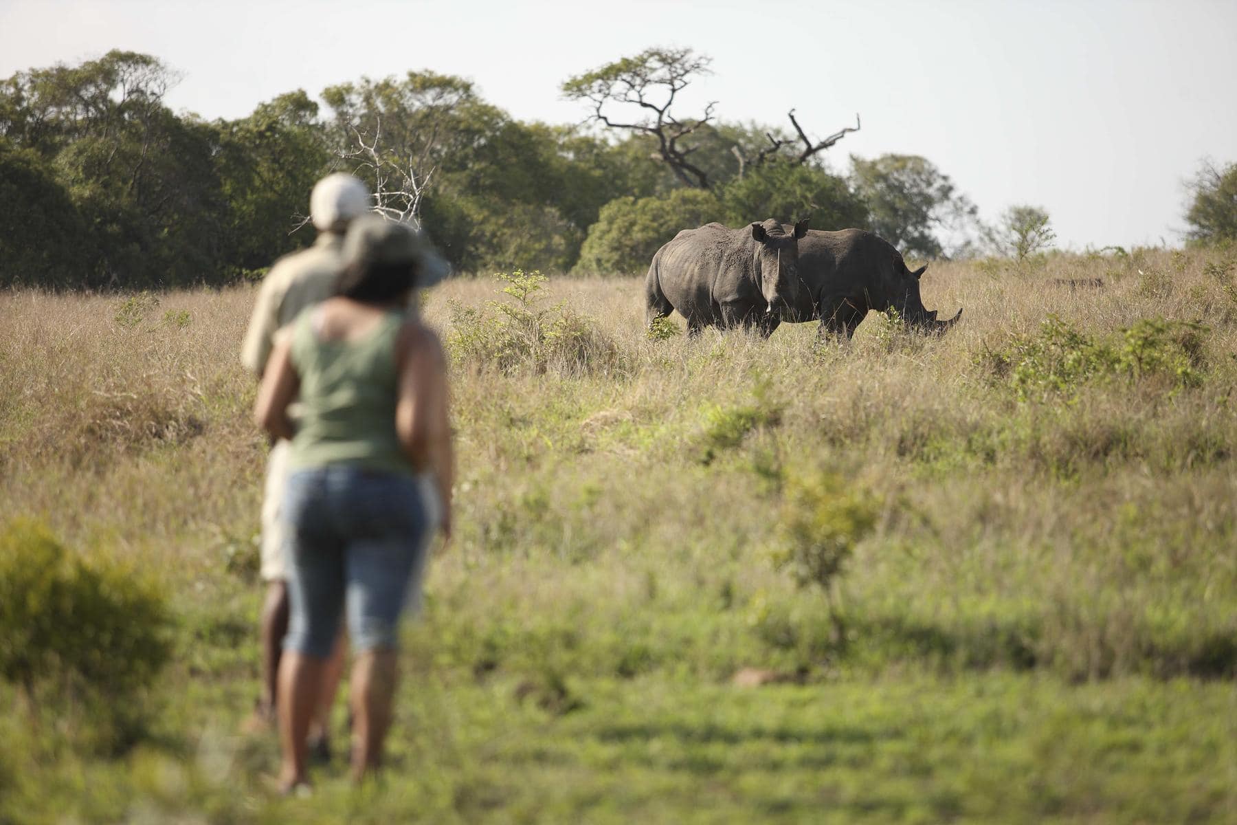 Guests on a guided walking safari observing a pair of rhinos in the distance near andBeyond Phinda Mountain Lodge in Phinda Private Game Reserve, South Africa.