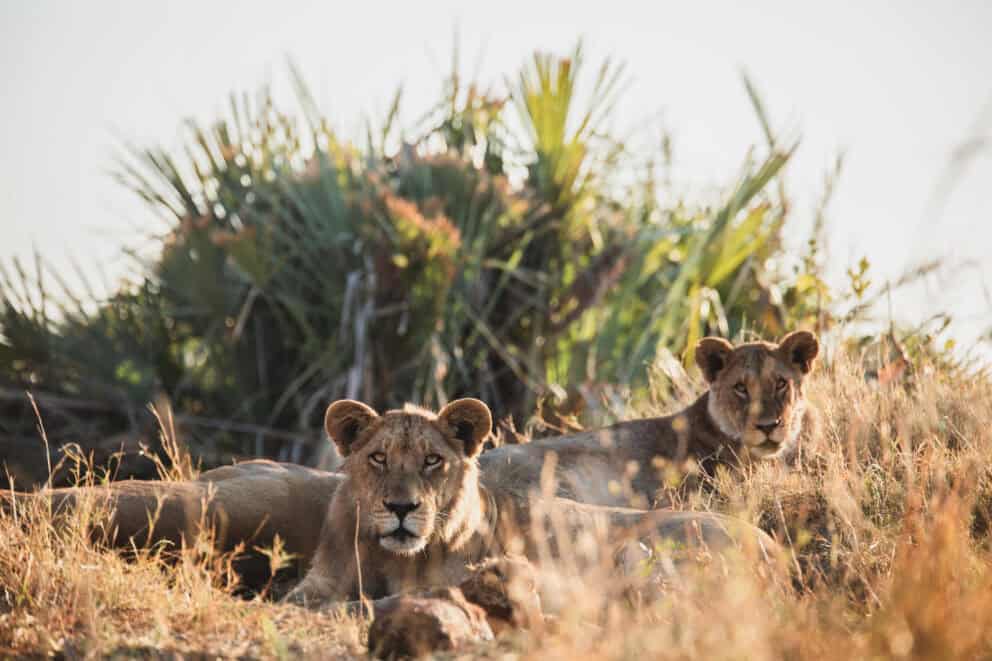 A pair of lioness lying in the tall grass in the midday sun at Wilderness Tubu Tree, Okavango Delta