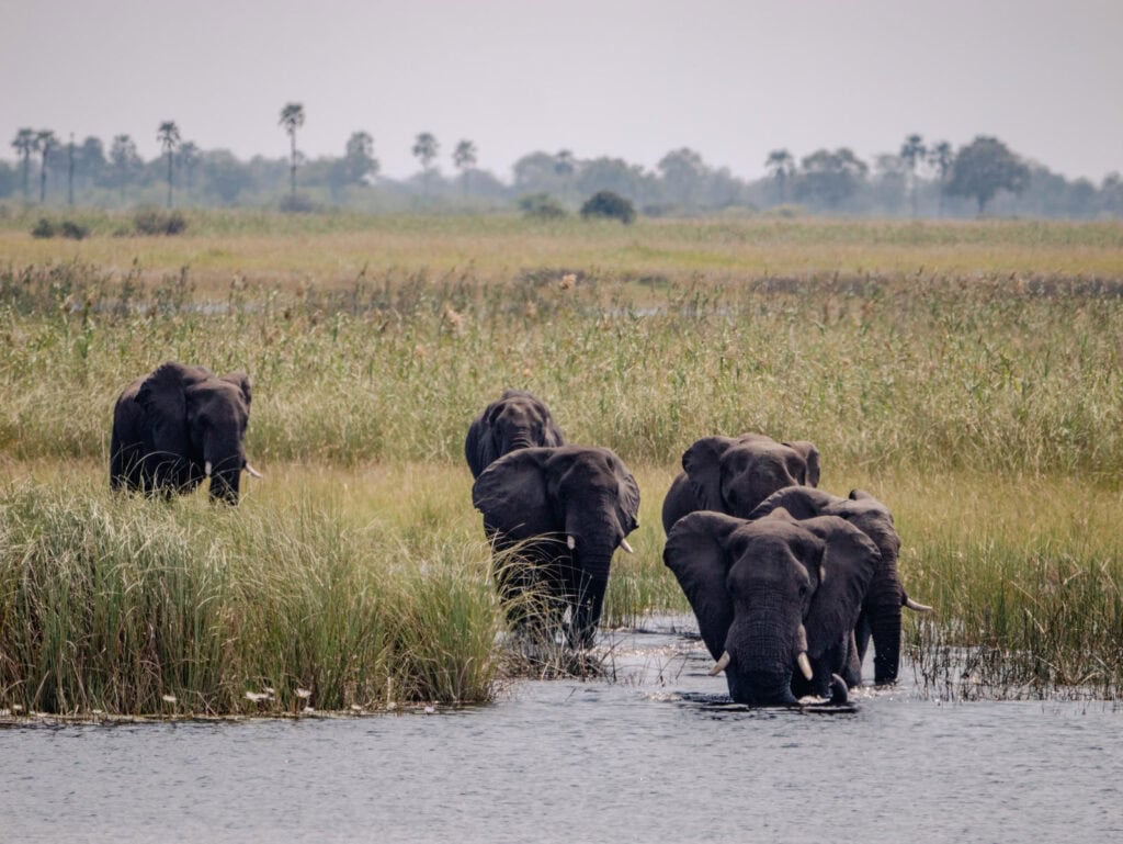 Elephants in the Okavango Delta illustrating that Botswana is safe for wildlife and travelers alike