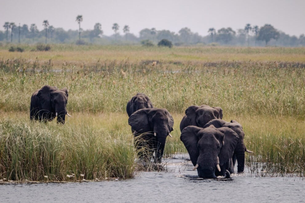 Elephants in the Okavango Delta illustrating that Botswana is safe for wildlife and travelers alike, and great for digital detox travel