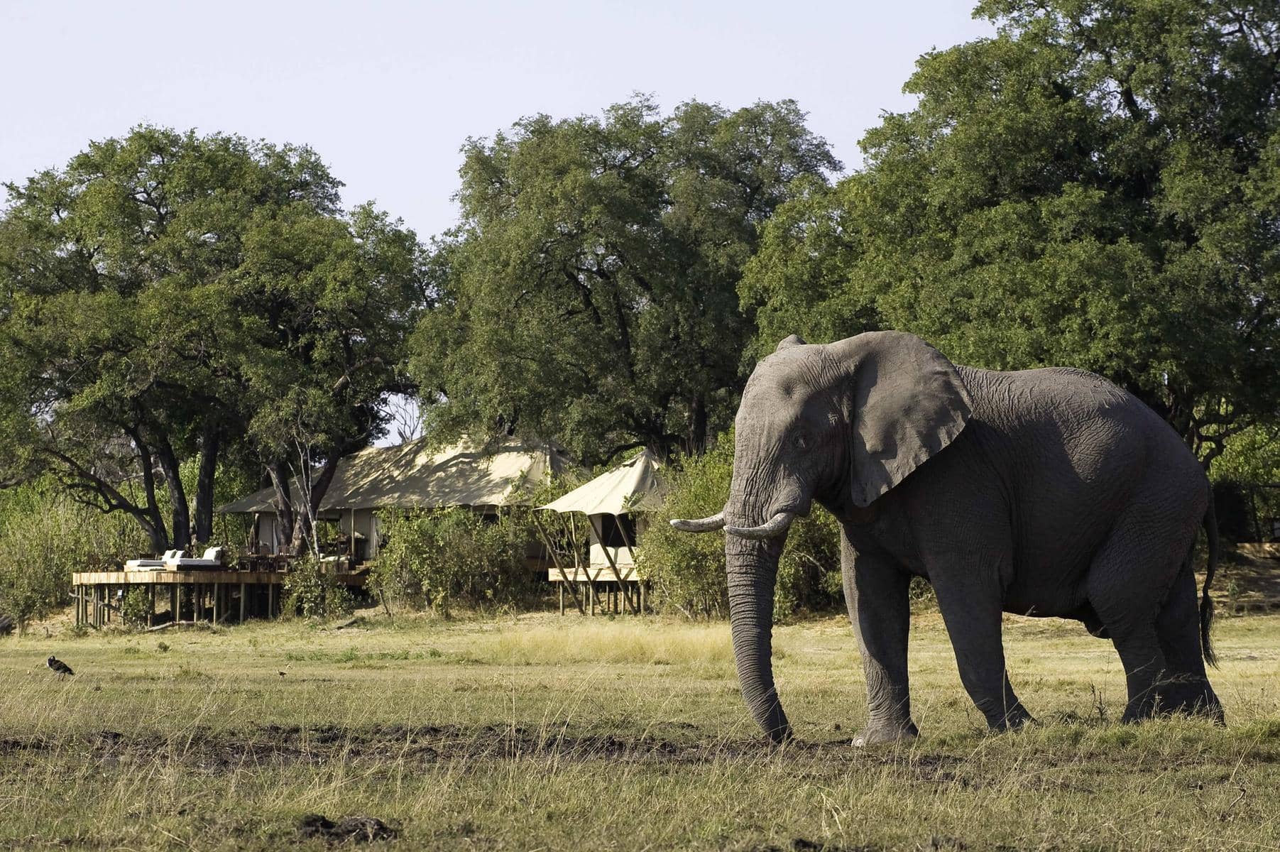 Elephant in front of Zarafa Camp as seen on a big five safari. Ask our safari experts about your Botswana safari cost.