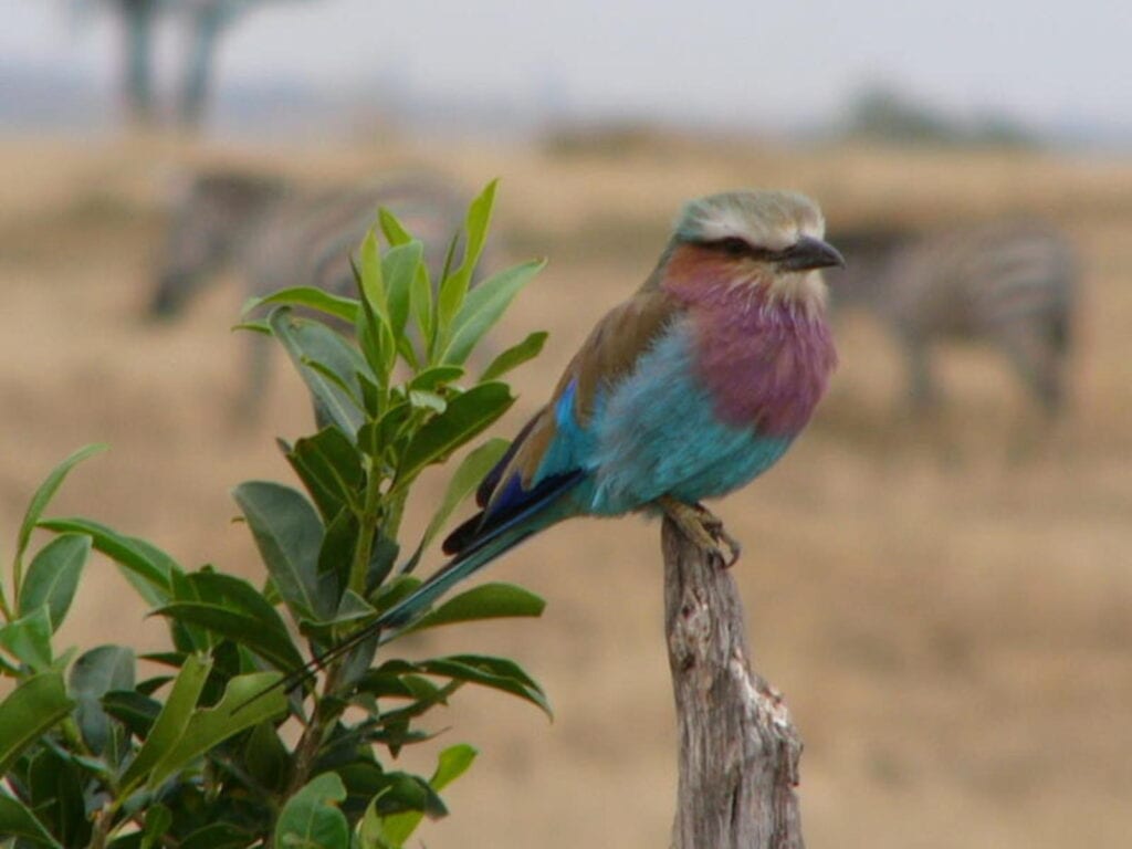 A lilac breasted roller sitting on a tree