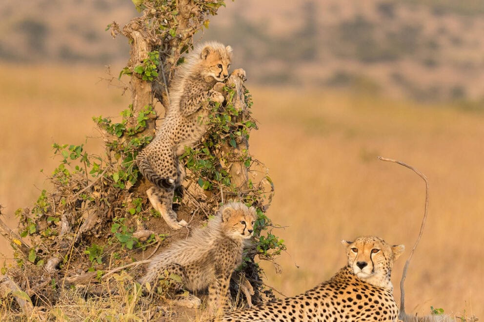 A mother cheetah laying in the golden grass with her two cubs playing a small tree in the Masai Mara at Ngare Serian, Kenya.