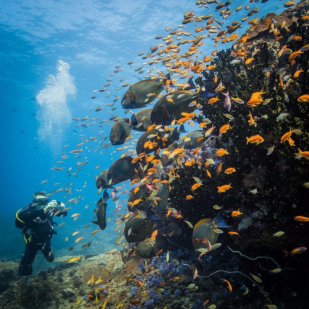 Two mile reef in the Bazaruto Archipelago 