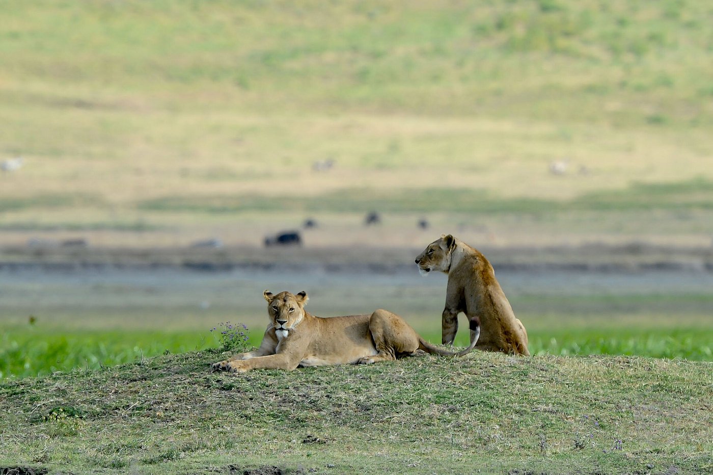 Lionesses in Ngorongoro Crater in Tanzania