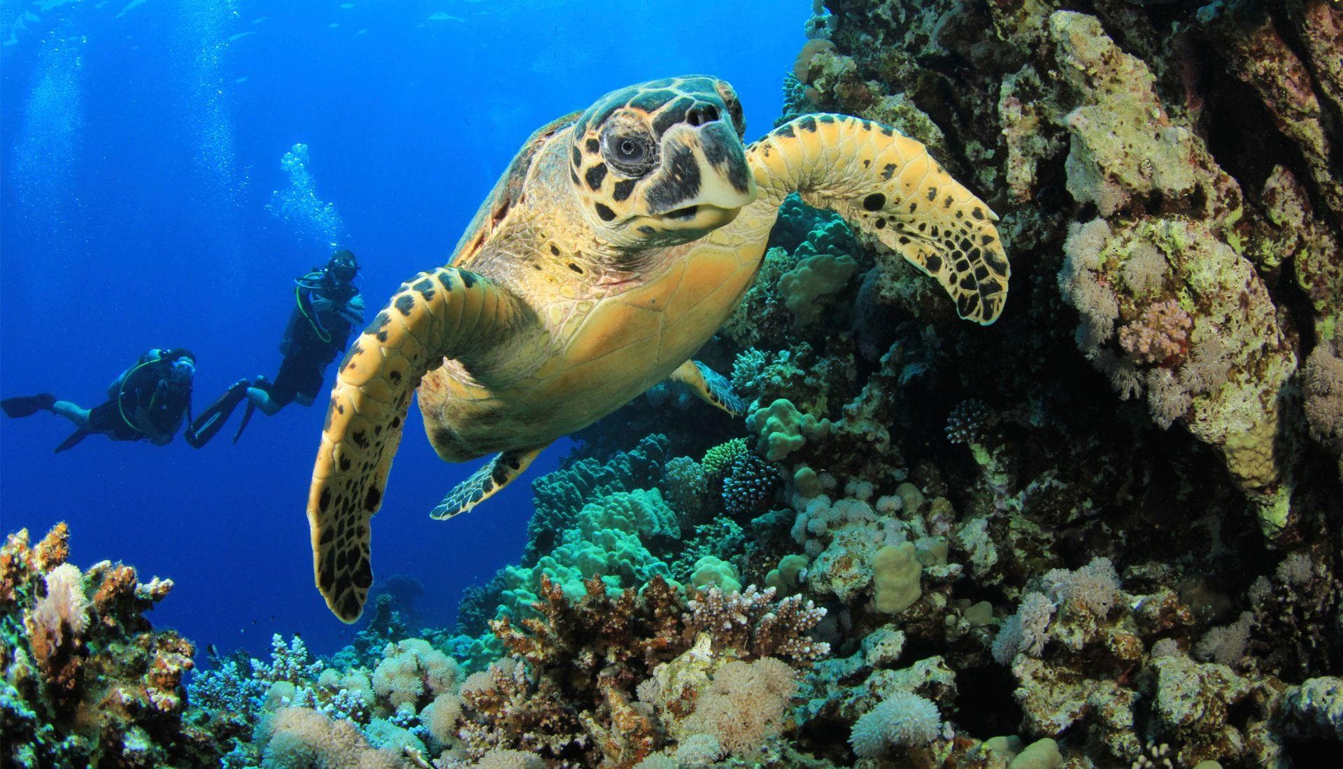 Scuba divers observing a turtle swimming among the coral reefs near Phinda Forest Lodge in Phinda Private Game Reserve, South Africa.
