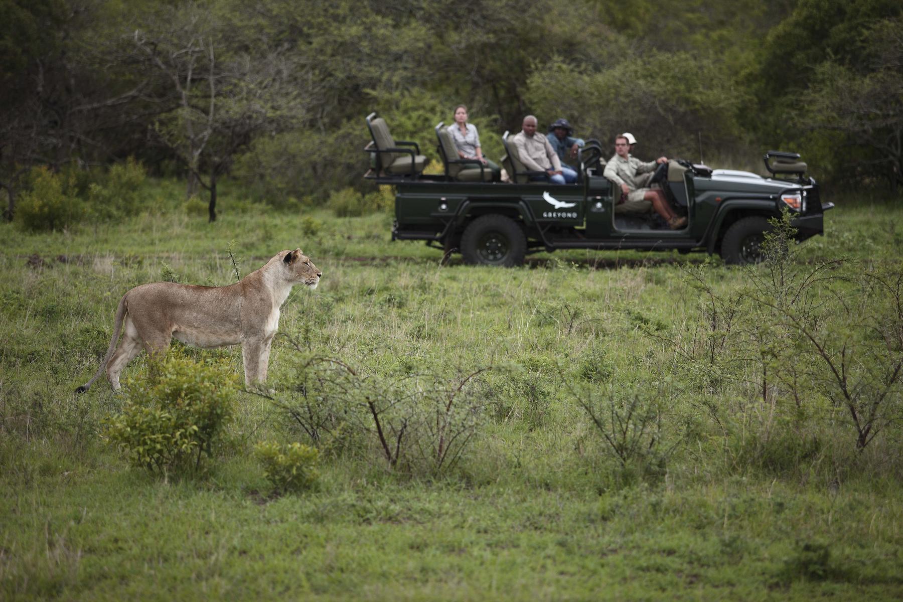Guests on a game drive in a safari vehicle observing a lioness in the distance near andBeyond Phinda Mountain Lodge in Phinda Private Game Reserve, South Africa.