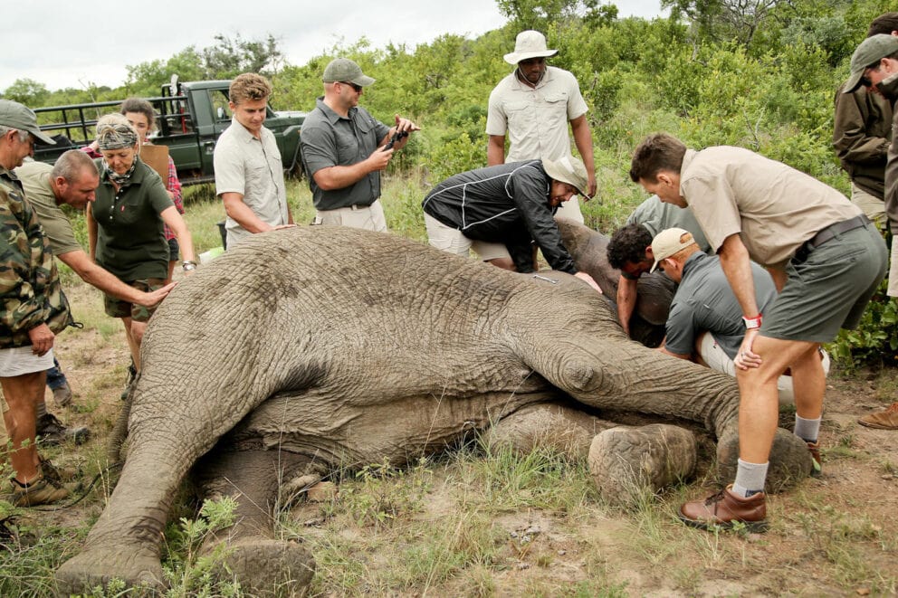 Elephant collaring operation in Phinda as part of a conservation safari