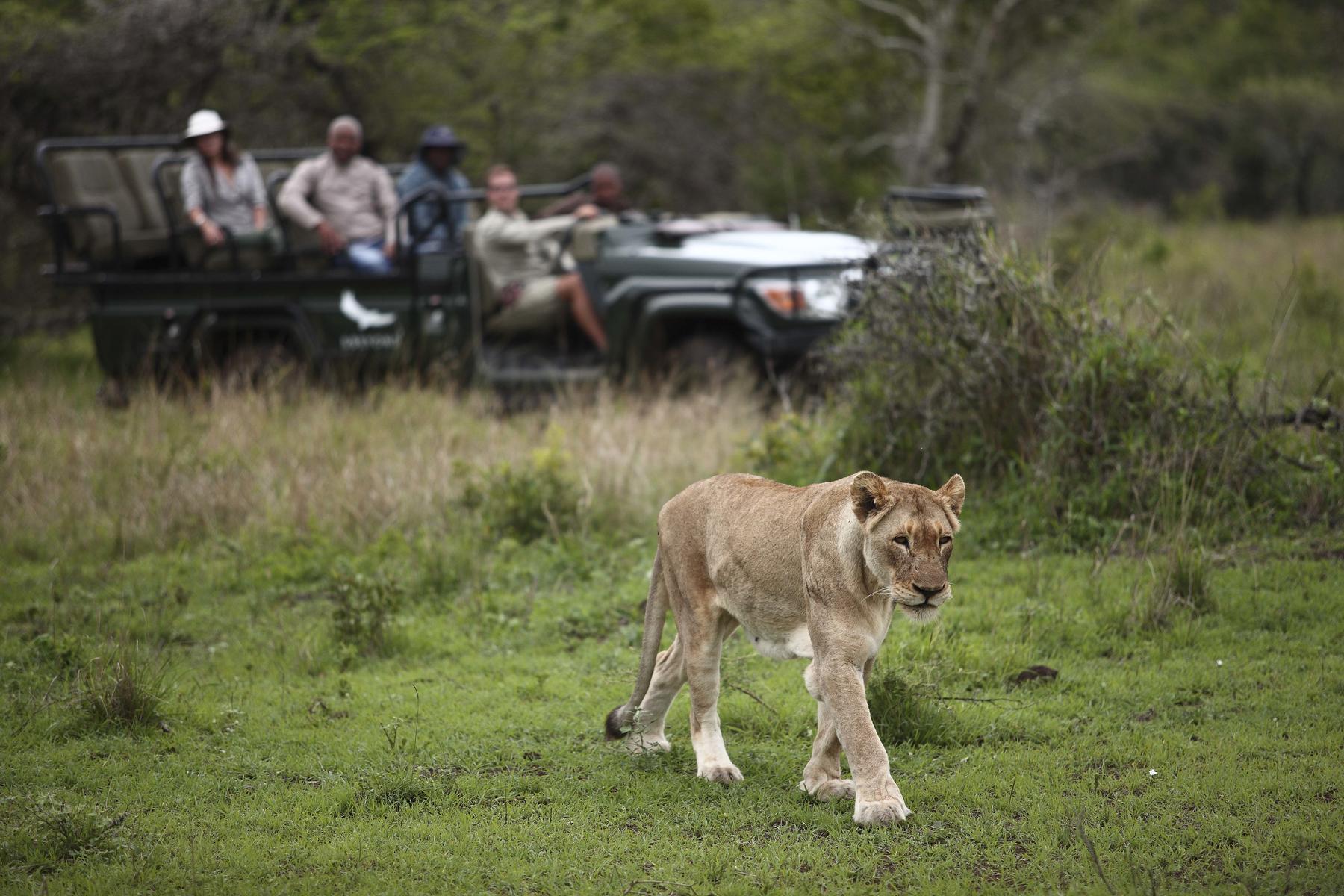 A group of tourist in a safari vehicle observing a lioness walking across the open grasslands at Phinda Mountain Lodge, South Africa.