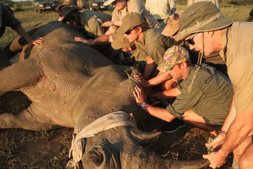 Team of rangers and vets working with a rhino in Phinda Private Game Reserve
