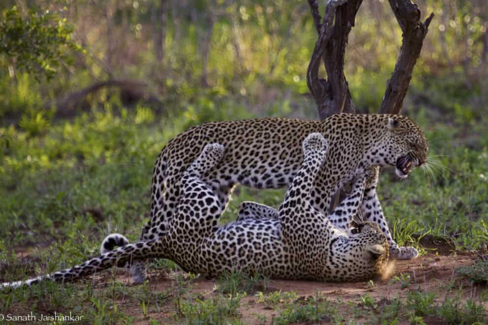 A pair of cheetahs playing in Kruger National Park