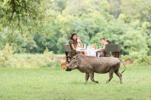 Warthog passes a bush lunch at Tent bedroom at Governors’ Camp, Kenya | Photo credit: Governors’ Camp, Kenya | Photo credit: Tent bedroom at Governors’ Camp, Kenya | Photo credit: Governors’ Camp
