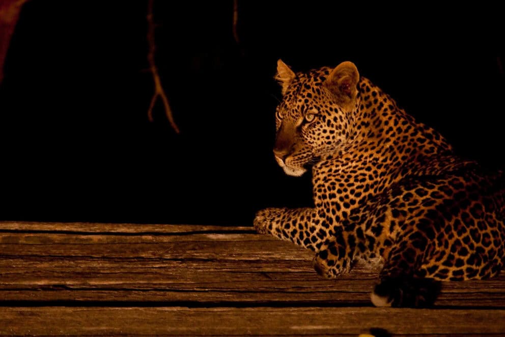 A leopard laying on a wooden deck during the night at Loldia House, Kenya.