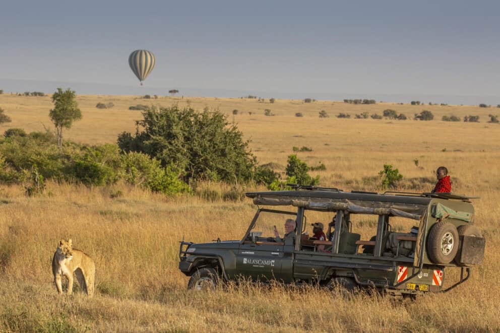 Tourists on a game drive in a safari vehicle observing a lioness in the open plains of the Masai Mara at Sala's Camp, Kenya.