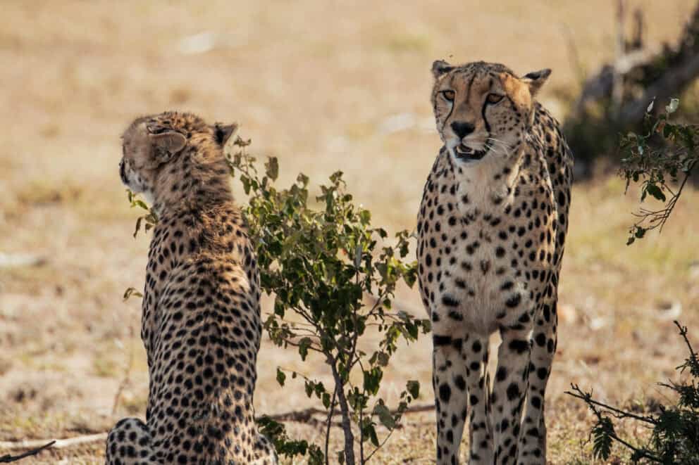 A pair of cheetahs resting in the shade at Hemingways Ol Seki Mara, Kenya.