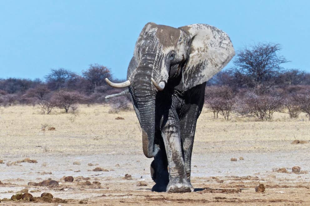 Elephant in Nxai Pan National Park. A Botswana national park. 