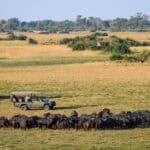 Herd of buffalo sighted on a game drive at Wilderness Little Mombo, Chief's Island