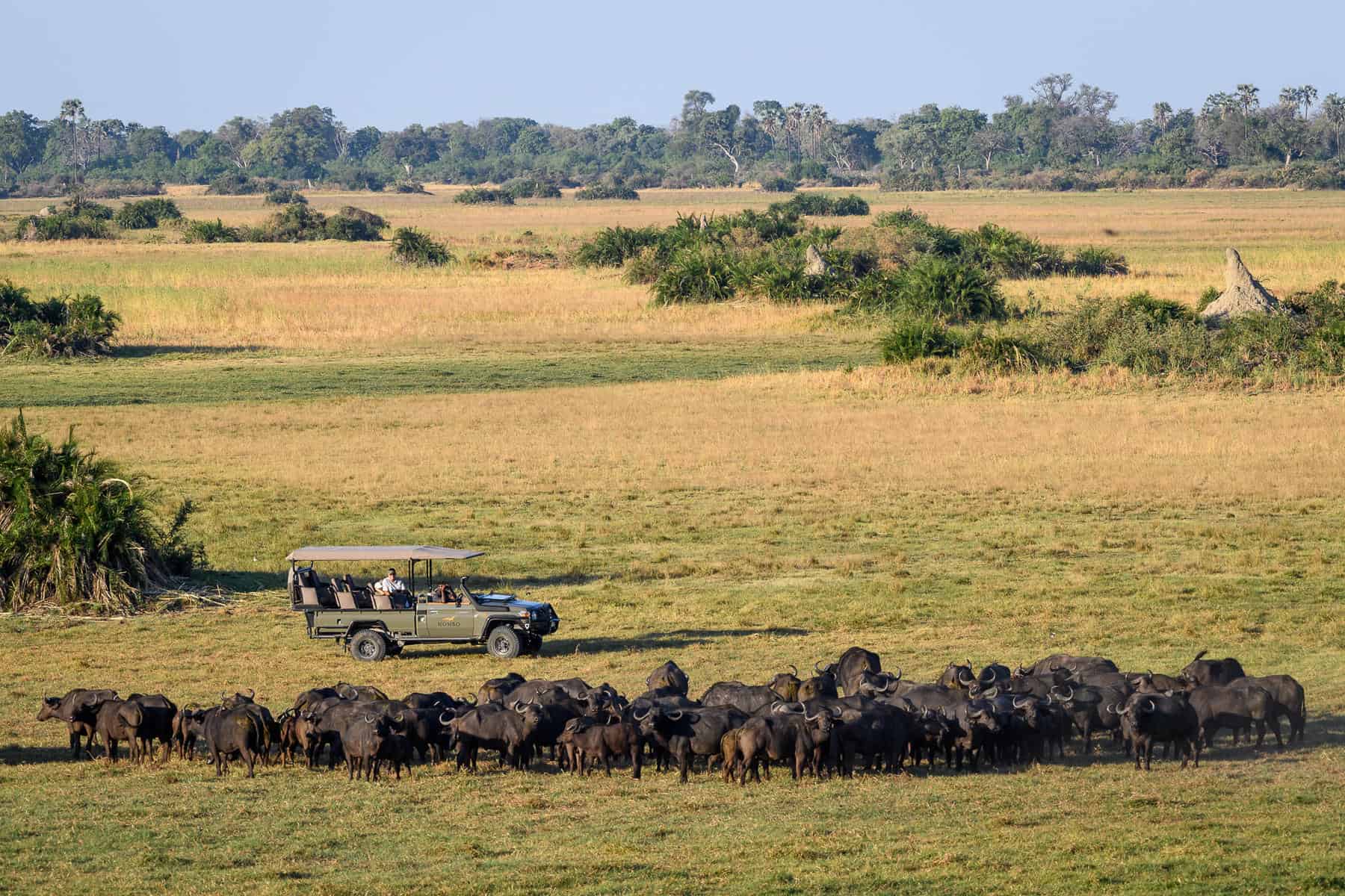 Herd of buffalo sighted on a game drive at Wilderness Little Mombo, Chief's Island