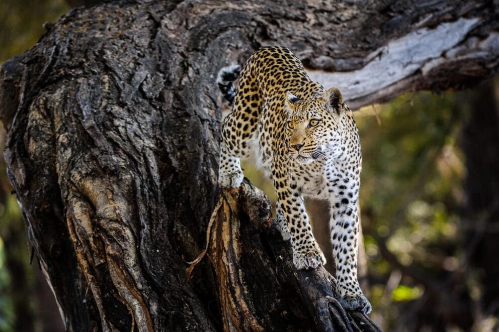 A leopard climbing down a tree near Wilderness Little Mombo in Moremi Game Reserve, Botswana.