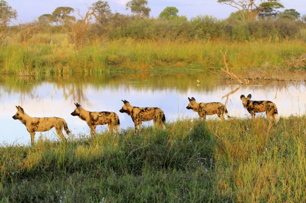 Pack of African wild dogs standing in a line along the riverbank at Lagoon Camp.