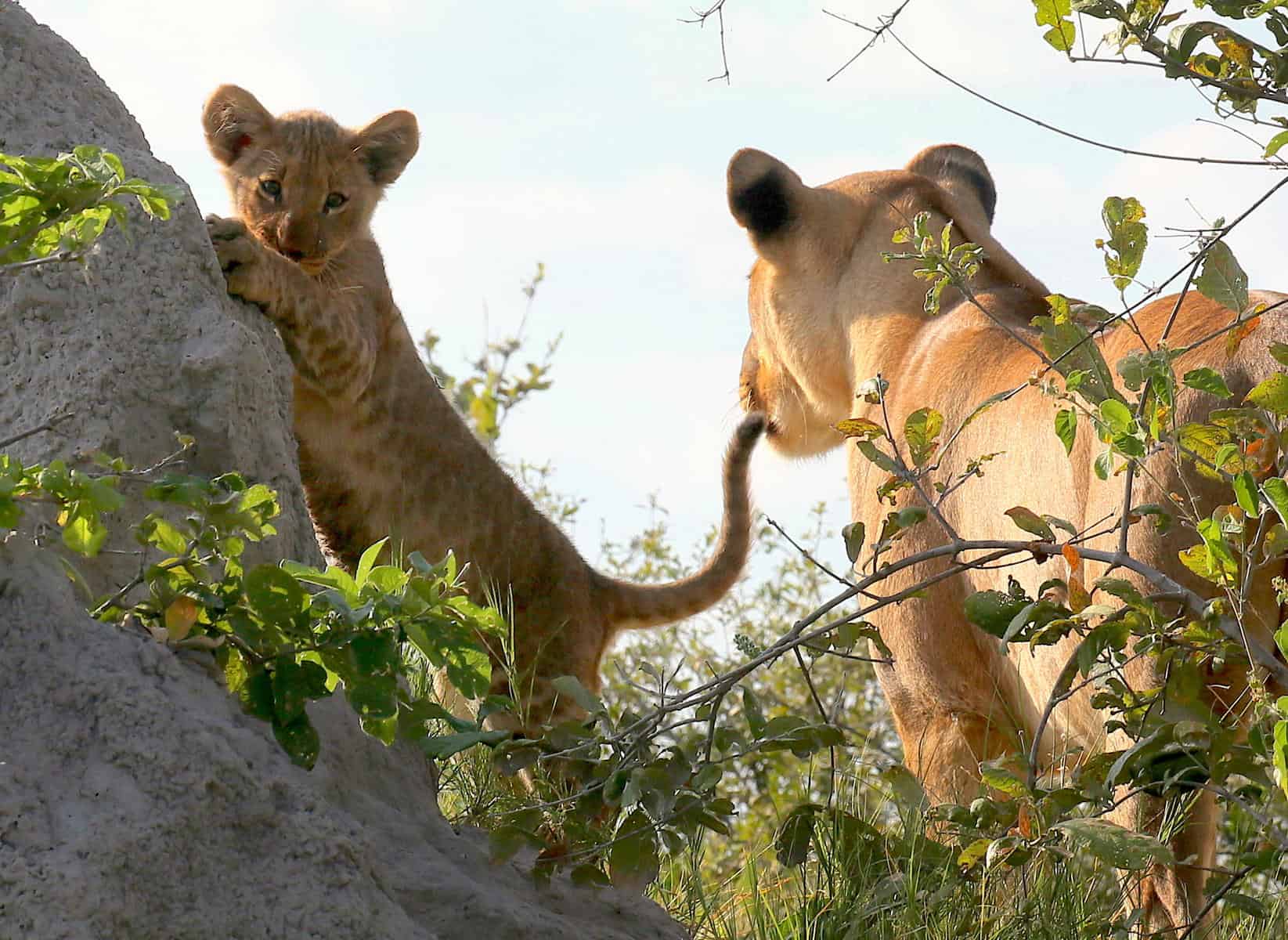 Lioness watching her cub climb a tree