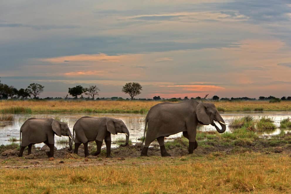Herd of elephants walking along the river